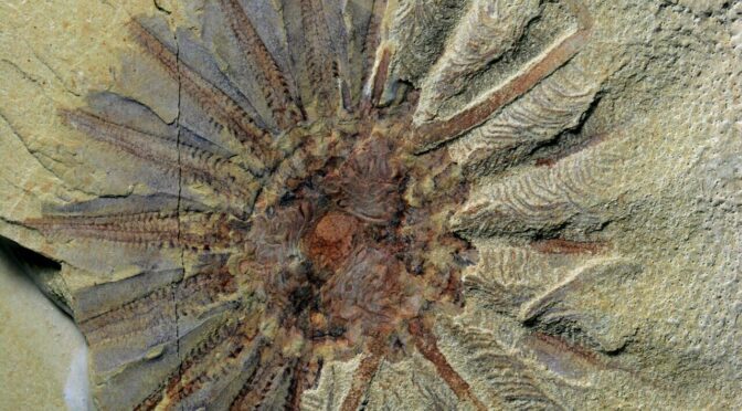 Half-Billion-Year-Old Fossil Reveals Origin of Comb Jellies