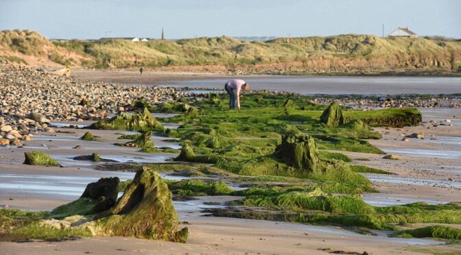 7,000-Year-Old Forest and Footprints Uncovered in the Atlantis of Britain