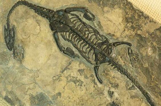 Cache in Chinese Mountain Reveals 20,000 Prehistoric Fossils