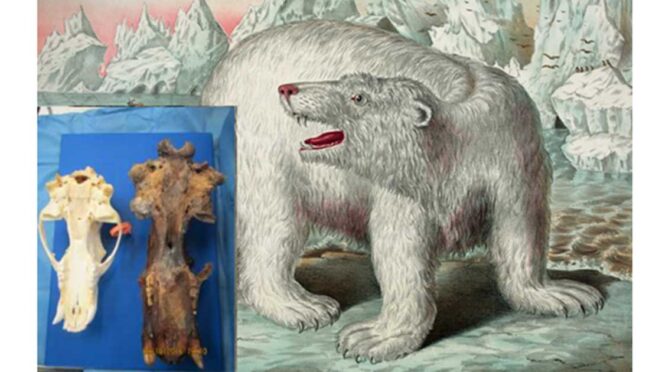 Enormous Skull Found in Alaska May Belong to the Legendary King Bear of Inuit Mythology