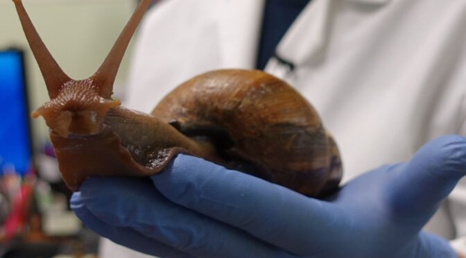 Ancient Humans Cooked And Ate Giant Land Snails Around 170,000 Years Ago