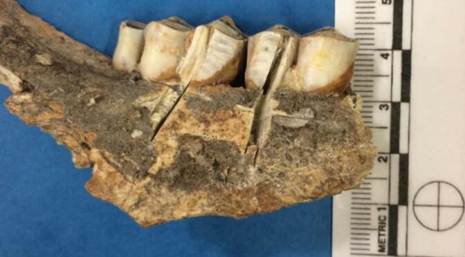 Ancient Hunters Strategically Targeted Reindeer-rich Territory