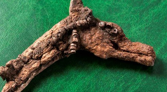 Magical new 4,500 year old finds add to 'oldest toy collection in the world'