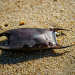 If you have ever been beachcombing for treasures along the shoreline then you may have been lucky enough to find a mermaid’s purse. They may not look like much, but these dried-out leathery pouches are actually the used egg cases of sharks and skates, created to develop and protect their babies.