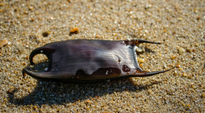 If you have ever been beachcombing for treasures along the shoreline then you may have been lucky enough to find a mermaid’s purse. They may not look like much, but these dried-out leathery pouches are actually the used egg cases of sharks and skates, created to develop and protect their babies.