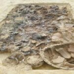 Picene Prince’s Tomb Reveals a Chariot and 150 Other 7th Century BC Artifacts