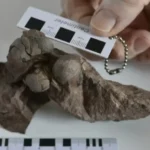 World's Smallest Dinosaur Egg Fossils Discovered in China