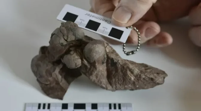 World’s Smallest Dinosaur Egg Fossils Discovered in China